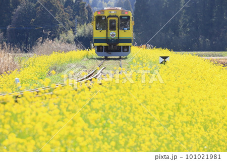 いすみ鉄道「美しき菜の花に覆われた沿線風景」 いすみ鉄道「美しき菜の花に覆われた沿線風景」 101021981