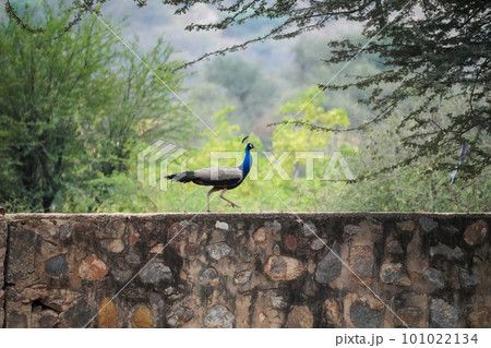 baby male peacock walking on the wall (孔雀) baby male peacock walking on the wall (孔雀) 101022134