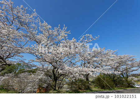 春の風物詩！　丸岡公園（鹿児島県霧島市横川町上ノ）の桜 101022151