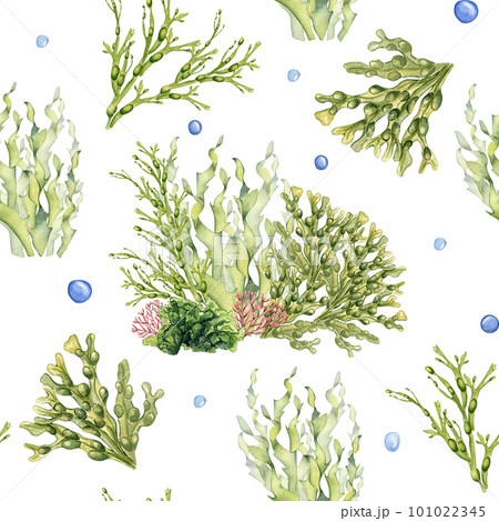 Seamless pattern of green sea plants watercolor illustration isolated on white. Laminaria, sea salad, ascophyllum hand drawn. Design for package, label, paper, textile, wrapping, marine collection 101022345