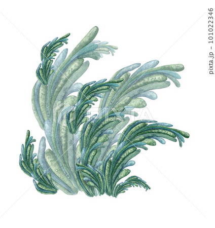 Green sea plant watercolor illustration isolated on white background. 101022346