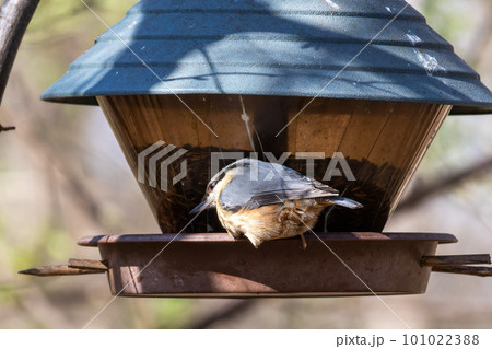 Eurasian nuthatch or wood nuthatch bird, Sitta europaea perched on a branch, foraging in a forest. 101022388