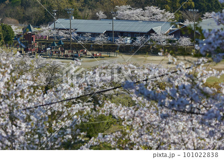 桜咲く春　高所から見る丸岡公園の遊具 101022838
