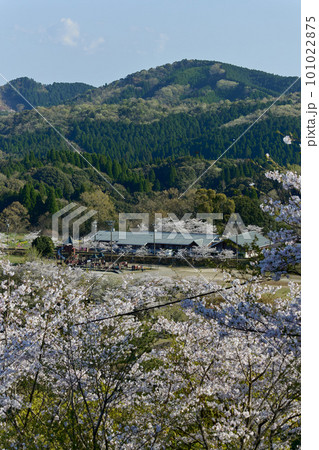 桜咲く春　高所から見る丸岡公園の遊具 101022875