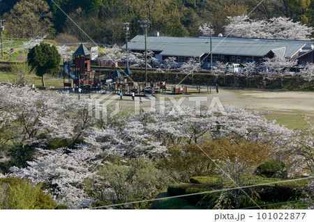 桜咲く春　高所から見る丸岡公園の遊具 101022877
