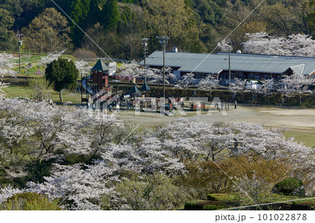 桜咲く春　高所から見る丸岡公園の遊具 101022878