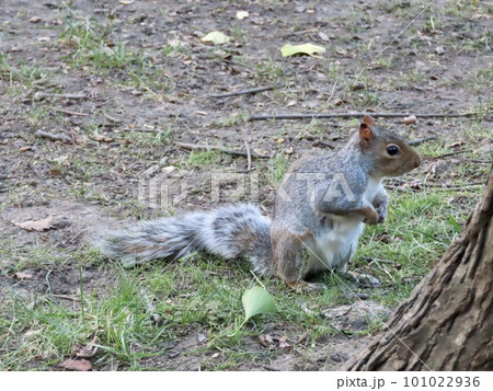 アメリカ フィラデルフィア アメリカ独立国立歴史公園の リス アメリカ フィラデルフィア アメリカ独立国立歴史公園の リス 101022936