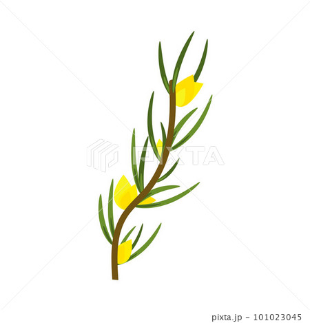 Rooibos branch with leaves and yellow flowers. Plant for making red tea. Rooibos branch with leaves and yellow flowers. Plant for making red tea. 101023045