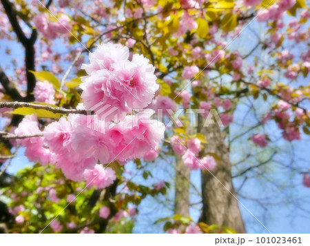春の近隣公園に咲いた満開の八重桜  101023461
