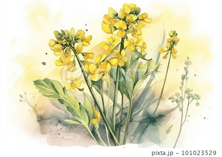 水彩で描いた菜の花のイラスト素材 [101023529] - PIXTA