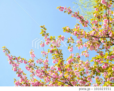 青空に映える春の近隣公園に咲いた満開の八重桜 青空に映える春の近隣公園に咲いた満開の八重桜 101023551