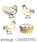 Chicken, bird s nest with eggs, basket of eggs. Chicken, poultry. Golden color. Hand drawn vector illustration in vintage style. 101023751