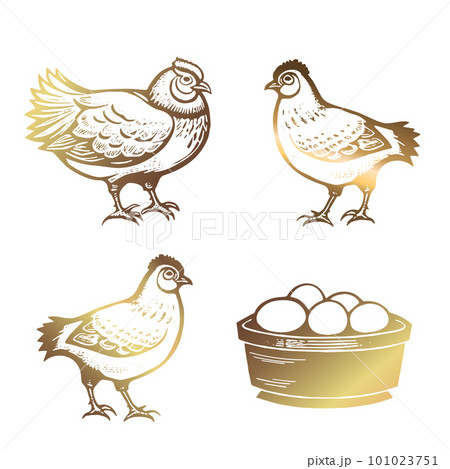 Chicken, bird s nest with eggs, basket of eggs. Chicken, poultry. Golden color. Hand drawn vector illustration in vintage style. 101023751