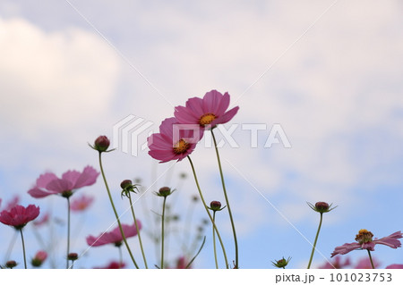 秋の空に映えるコスモス 秋の空に映えるコスモス 101023753