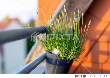 Close-up detail hanged metal bucket pot with green purple lilac fresh aromatic blooming lavender flowers growing apartment condo balcony rooftop terrace warm sunset light background. Home gardening 101023943