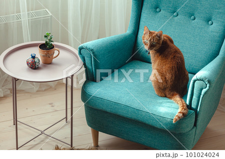Ginger domestic cat sitting in blue armchair 101024024