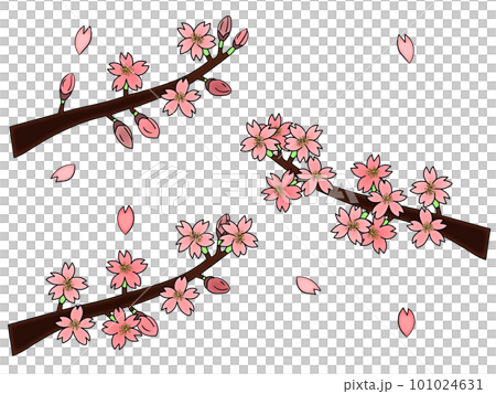 桜の花と花びらセット・3分咲き、8分咲き、満開（主線あり）の