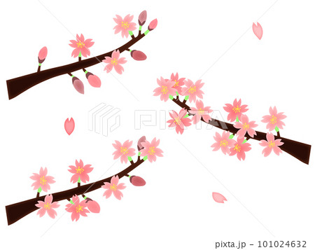 桜の花と花びらセット・3分咲き、8分咲き、満開(主線なし) 桜の花と花びらセット・3分咲き、8分咲き、満開(主線なし) 101024632