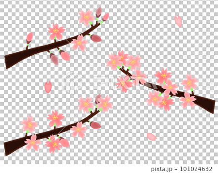桜の花と花びらセット・3分咲き、8分咲き、満開(主線なし) 桜の花と花びらセット・3分咲き、8分咲き、満開(主線なし) 101024632