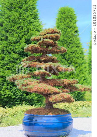 植木鉢に植えられた立派な松の木の写真素材 [101025721] - PIXTA