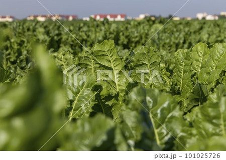 The green foliage of sweet sugar beet The green foliage of sweet sugar beet 101025726