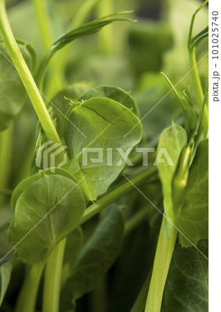 A large number of green pea sprouts, pea plants 101025740
