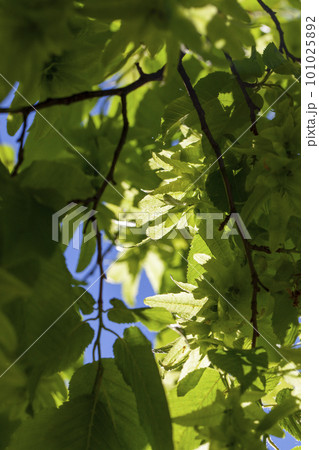 Brightly illuminated by sunlight foliage of trees in the spring season 101025892