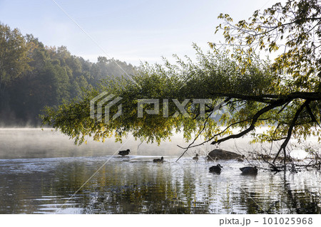 Trees and fog in the morning in autumn 101025968