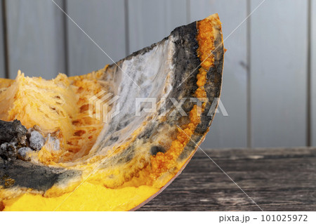 A spoiled pumpkin covered with mold A spoiled pumpkin covered with mold 101025972