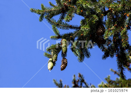 green needles on a tall spruce tree with cones 101025974