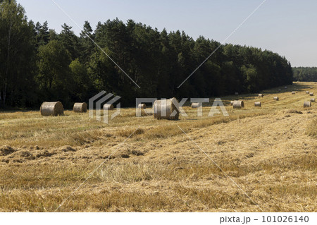 Yellow-golden straw on the field after harvesting in stacks 101026140