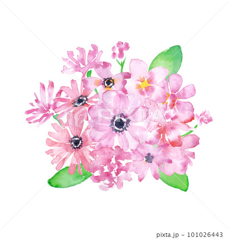 水彩で描いた春の植物挿絵。ピンクのコスモスイラスト。ピンクの花びらイラストセット。 101026443