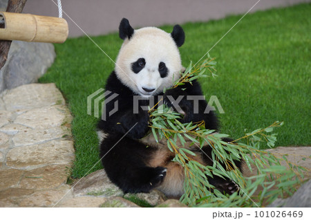 おいしそうに竹を食べる優浜 おいしそうに竹を食べる優浜 101026469