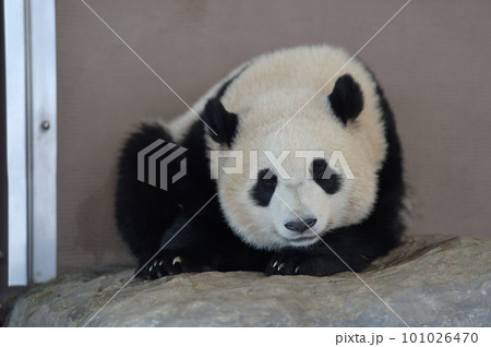 まったりくつろぐ優浜 まったりくつろぐ優浜 101026470