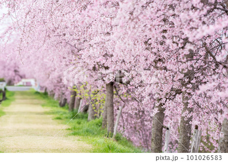 【桜並木】犬山市の半ノ木川沿いの河津桜並木 101026583