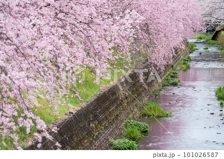 【桜並木】犬山市の半ノ木川沿いの河津桜並木 101026587