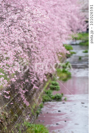 【桜並木】犬山市の半ノ木川沿いの河津桜並木 101026591