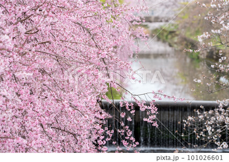 【桜並木】犬山市の半ノ木川沿いの河津桜並木 101026601
