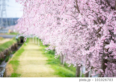 【桜並木】犬山市の半ノ木川沿いの河津桜並木 101026783