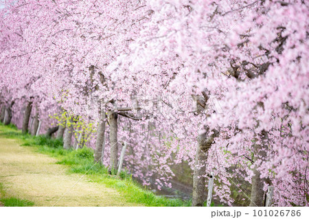 【桜並木】犬山市の半ノ木川沿いの河津桜並木 101026786