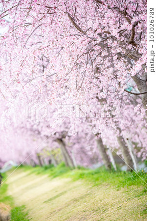 【桜並木】犬山市の半ノ木川沿いの河津桜並木 【桜並木】犬山市の半ノ木川沿いの河津桜並木 101026789