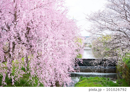 【桜並木】犬山市の半ノ木川沿いの河津桜並木 101026792