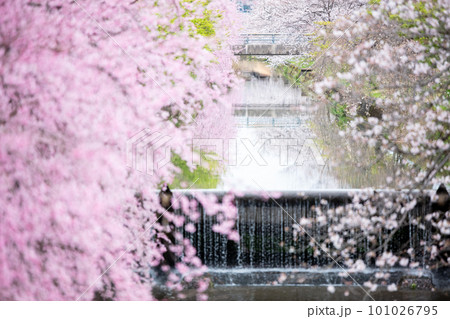 【桜並木】犬山市の半ノ木川沿いの河津桜並木 101026795