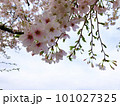 サクラと空 101027325