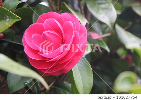 冬の花　いろどり 101027754