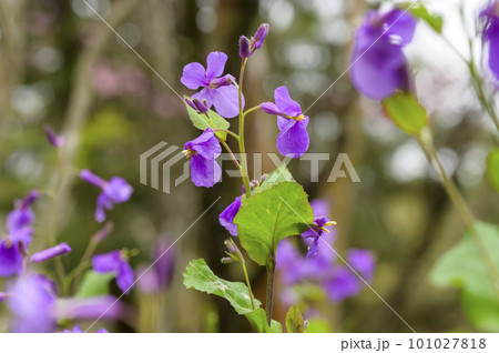 菜の花の仲間、オオアラセイトウ 菜の花の仲間、オオアラセイトウ 101027818