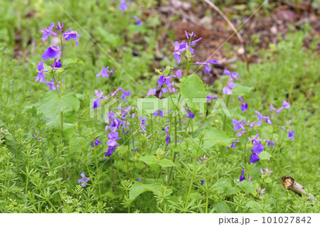 菜の花の仲間、オオアラセイトウ 菜の花の仲間、オオアラセイトウ 101027842