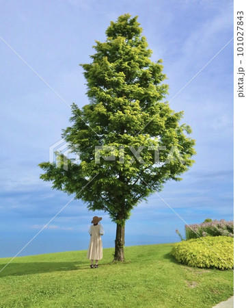 大きな木の下に立っている人の写真素材 [101027843] - PIXTA