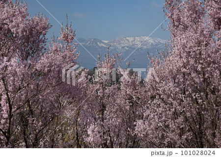 花見山 桜越しに望む吾妻山 花見山 桜越しに望む吾妻山 101028024
