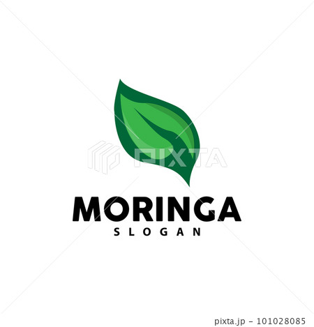 Leaf Logo, Eco Green Plant Vector, Green Earth Care Recycling Design, Moringa Leaf Logo Icon Template Illustration 101028085